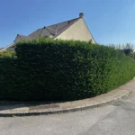 taille thuyas verneuil sur seine 5