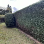 taille thuyas verneuil sur seine 6