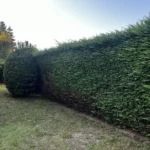 taille thuyas verneuil sur seine 7