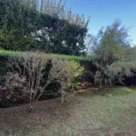 taille thuyas verneuil sur seine 8