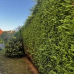 taille thuyas verneuil sur seine 9