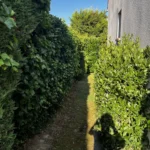 taille haie orgeval