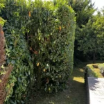 taille haie orgeval 2