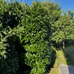 taille haie orgeval 3