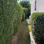 taille haie orgeval 78