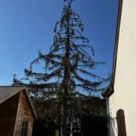 abattage arbre verneuil sur seine