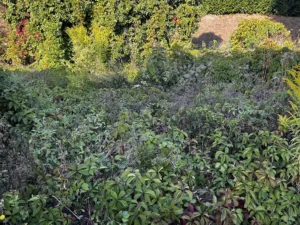 debroussaillage terrain vernouillet