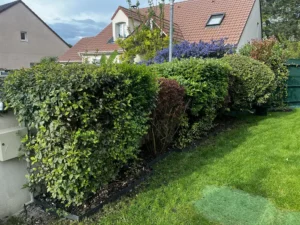 deracinage haie arbuste vaux sur seine