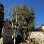 elagage arbre vernouillet