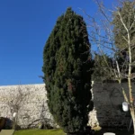elagage arbre vernouillet 78