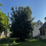 elagage vaux sur seine