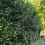 elagage vaux sur seine 2