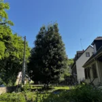 elagage vaux sur seine 3