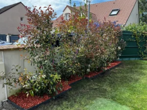 plantation haie photinias vaux sur seine