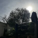 taille arbre vernouillet 78