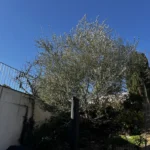 taille arbre vernouillet 78 3