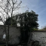 taille arbre vernouillet 78 4