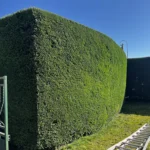 taille cypres orgeval 78