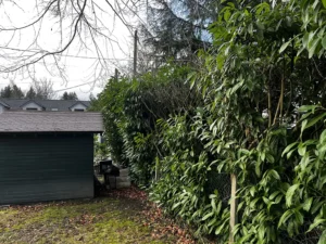 taille de haie villennes sur seine 2