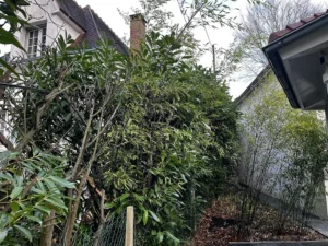 taille de haie villennes sur seine 3