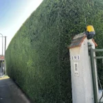 taille haie cypres orgeval