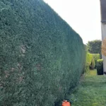taille haie cypres orgeval 78