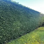 taille haie cypres orgeval 78 2