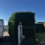 taille haie cypres orgeval 78 3