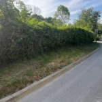 taille laurier vaux sur seine 2