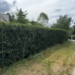 taille laurier vaux sur seine 3