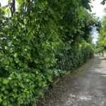 teille haie verneuil sur seine