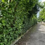 teille haie verneuil sur seine 2