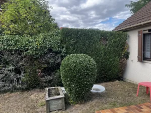 taille arbuste les mureaux 78 6