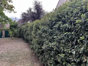taille haie laurier vernouillet 2