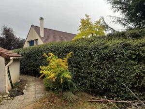 taille haie laurier vernouillet 3