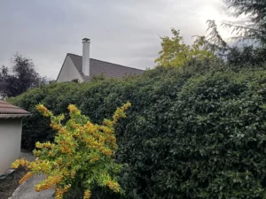 taille haie laurier vernouillet
