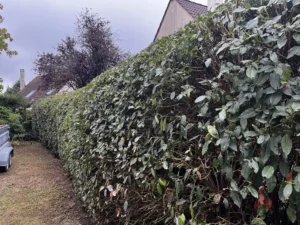 taille haie laurier vernouillet 4