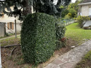 taille arbuste triel sur seine 4