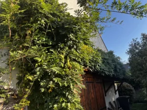 taille glycine triel sur seine 2