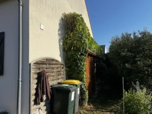 taille glycine triel sur seine 3