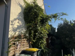 taille glycine triel sur seine