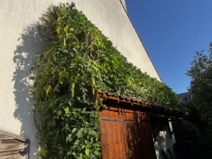 taille glycine triel sur seine 4