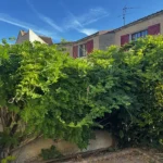 rabattage glycine chanteloup les vignes