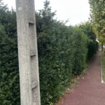 taille de haie flins sur seine 2