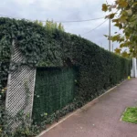 taille de haie flins sur seine 3