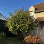 taille arbuste orgeval