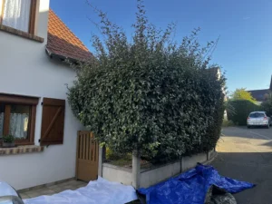 taille arbuste triel sur seine