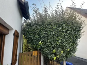 taille arbuste triel sur seine 2