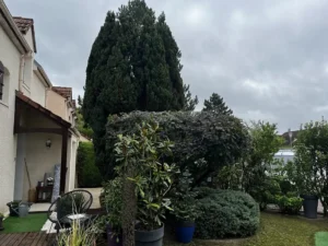 taille arbuste triel sur seine 2