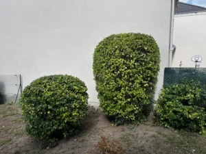taille arbuste triel sur seine 3